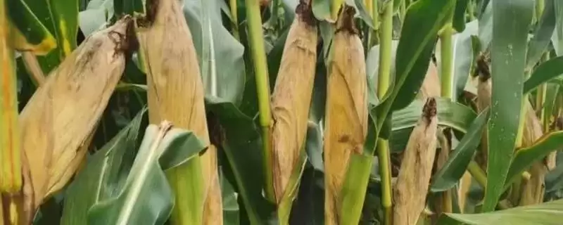 种植时要注意防治丝黑穗病的GD1908玉米种子，到底有啥特点？-会东网