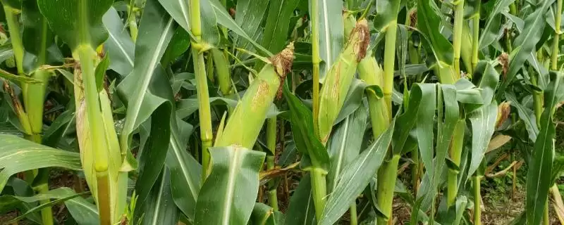 东沃13玉米品种简介(东沃13玉米品种详情是啥)-会东网