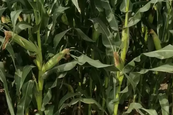 910HA玉米种简介，密度4000－4500株／亩插图2