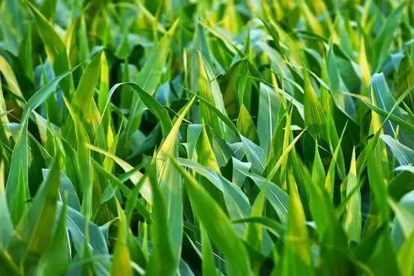 丰垦白糯玉米种子特征特性(丰垦白糯种子纯度、糯性、产量表现)插图1