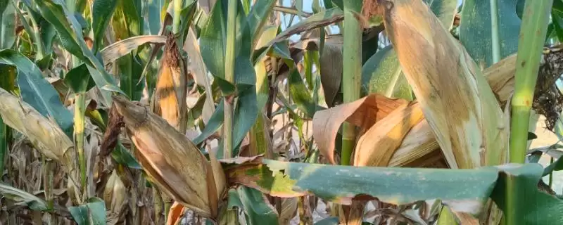 中抗茎腐病的H509玉米种子,到底有何特别之处?-会东网
