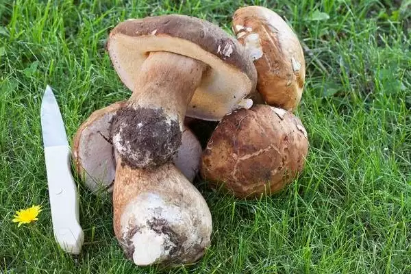 巴西蘑菇培育技巧(巴西蘑菇培育技巧及其在生长过程中的管理要点)插图3