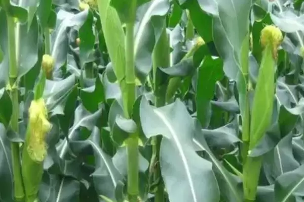 播种期6月上中旬的SMC859玉米种,特性究竟怎样?插图3 播种期6月上中旬的SMC859玉米种,特性究竟怎样?插图3