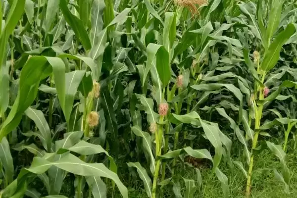 奥玉728玉米种子中抗茎腐病，种植注意啥插图2