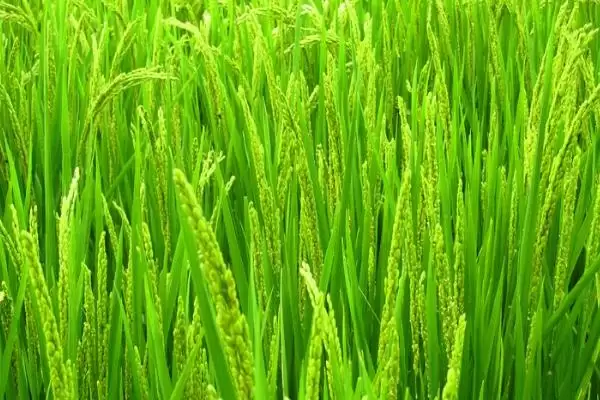 C两优4488水稻品种湘中6月12日左右播种要点(C两优4488水稻品种湘中6月12日播种要点)插图3