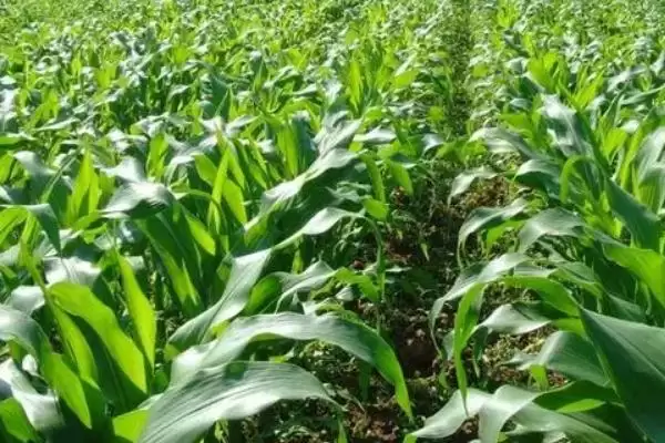 适宜密度为每亩5500株左右的MC921玉米种子，有何特别？插图2