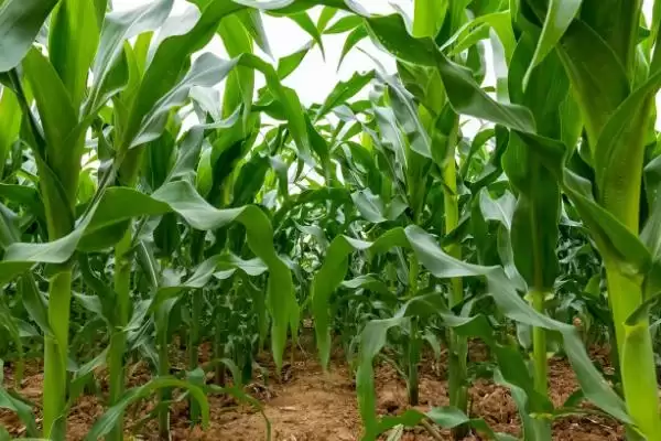 平均生育期121.4天的S3936玉米种子，有何特别之处？插图1