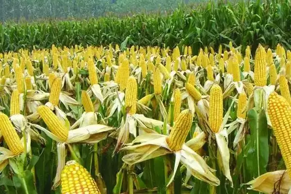 敦玉12玉米种子特点(敦玉12玉米种子有啥特点)插图2