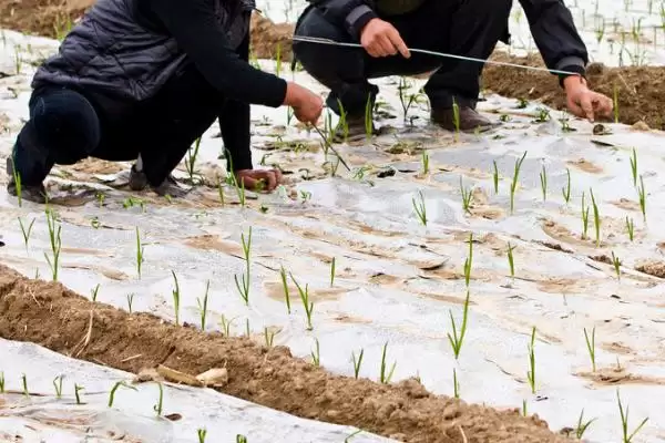 地膜放苗技巧(地膜放苗有哪些实用技巧呢)插图3
