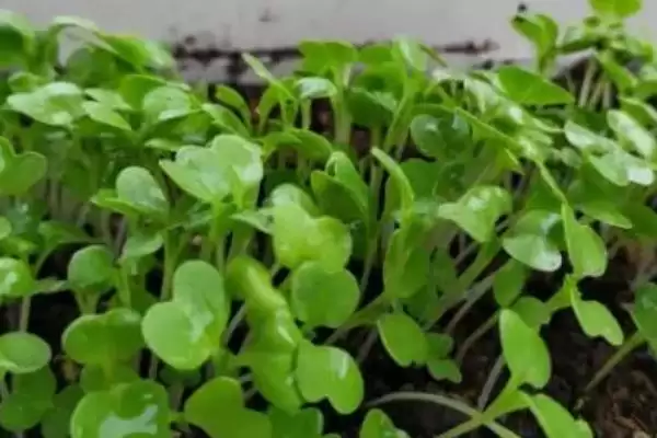 白菜发芽影响因素(白菜发芽影响因素及其在种植过程中的调控要点)插图1