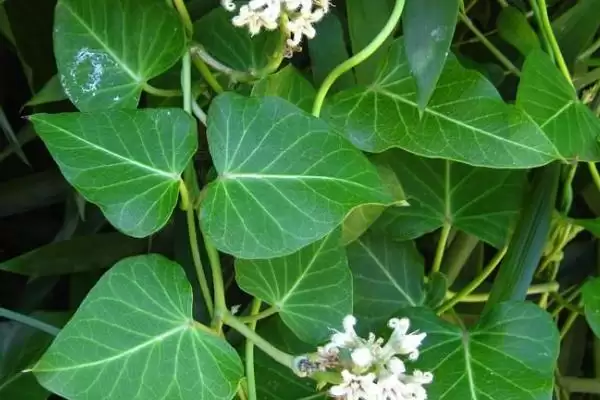 白露各地有趣的传统习俗 (白露时节各地都有哪些有趣的风俗习惯)插图2
