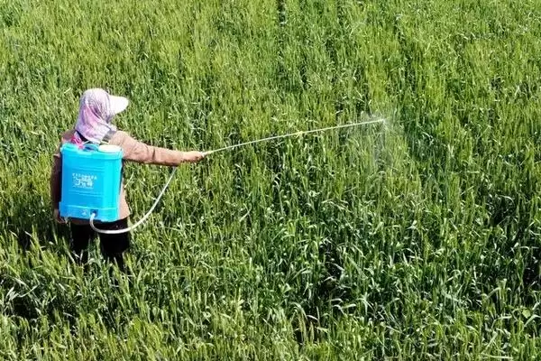 除草剂的作用原理(除草剂的作用原理是什么呢)插图1