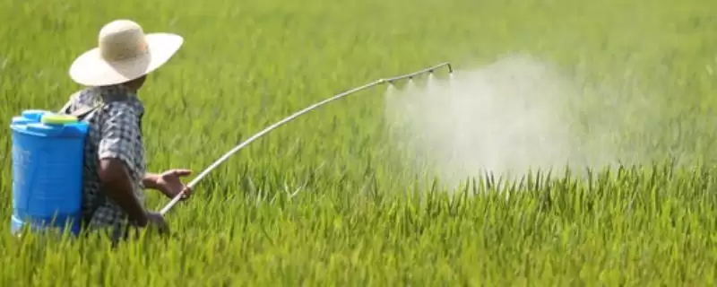 矮壮素与多效唑区别揭秘，矮壮素溶于水多效唑基本不溶原因-会东网