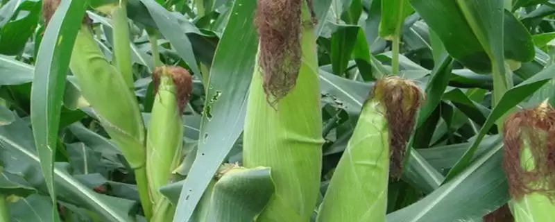 DF991玉米品种4-5月上旬适宜播期的要点-会东网