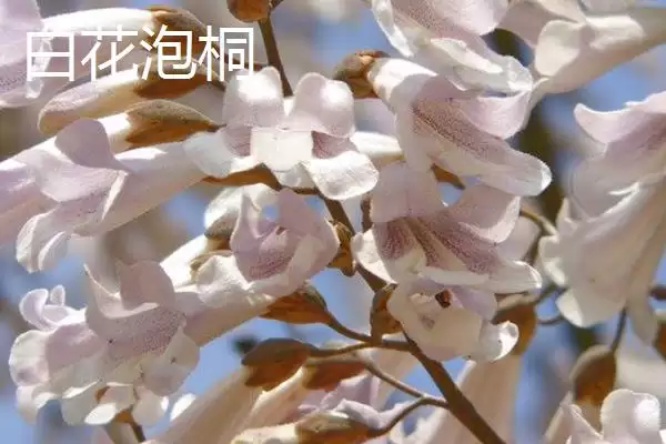 白花泡桐果实用途(白花泡桐果实有哪些用途及其在医药和工业上的应用)插图3 白花泡桐果实用途(白花泡桐果实有哪些用途及其在医药和工业上的应用)插图3