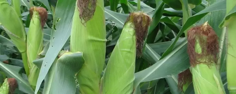 高科604玉米种简介(高科604种特性、产量、适宜种植区呢)-会东网