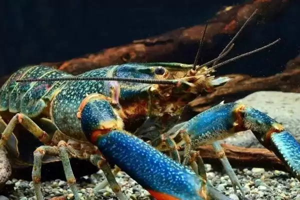 澳洲龙虾养殖饵料人工配比，有哪些关键要点插图2