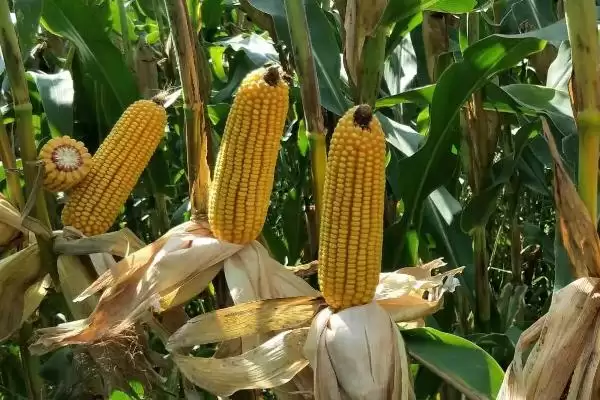 C919玉米品种中抗茎腐病的特性与优势分析插图1 C919玉米品种中抗茎腐病的特性与优势分析插图1