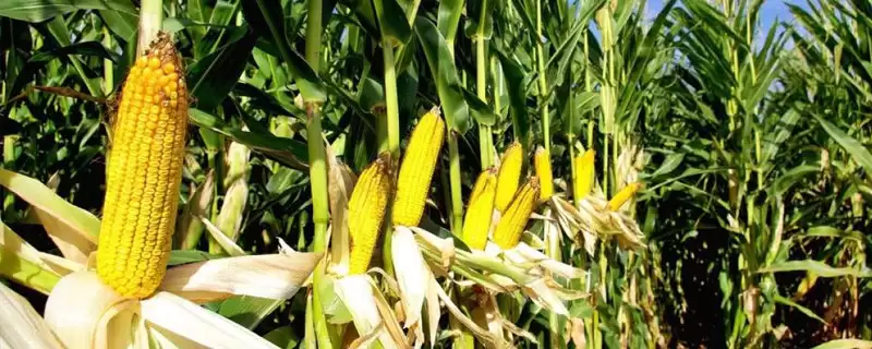 中抗茎腐病的M1912玉米种，到底有何特别之处？-会东网