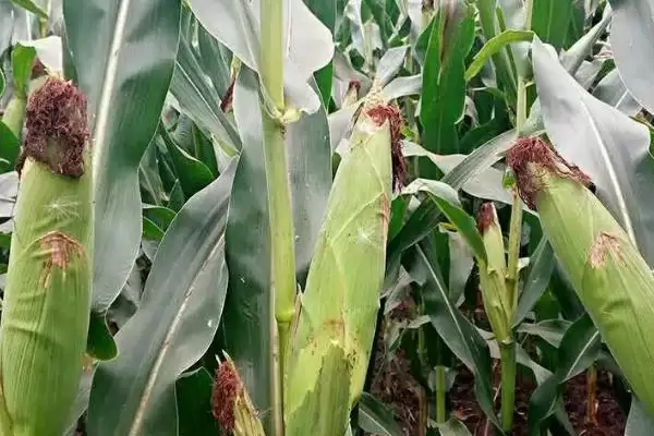 D309玉米种子出苗至成熟127天的生长周期介绍插图2 D309玉米种子出苗至成熟127天的生长周期介绍插图2