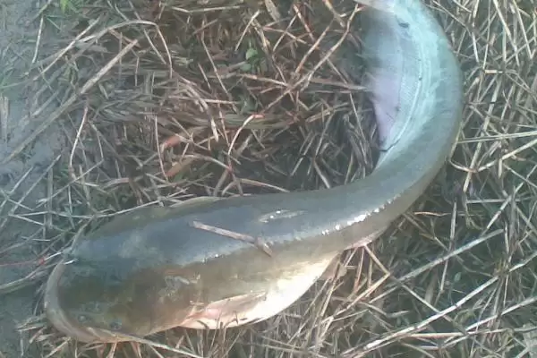 白天钓鲶鱼钓深水的原因(白天钓鲶鱼选择深水区域的具体原因是什么呢)插图2 白天钓鲶鱼钓深水的原因(白天钓鲶鱼选择深水区域的具体原因是什么呢)插图2