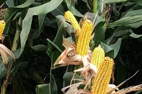 233D玉米种子介绍，中抗茎腐病的特点揭秘插图2