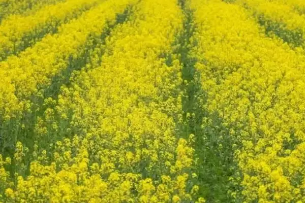 广东蜜源植物(广东有哪些常见蜜源植物及其花期呢)插图1