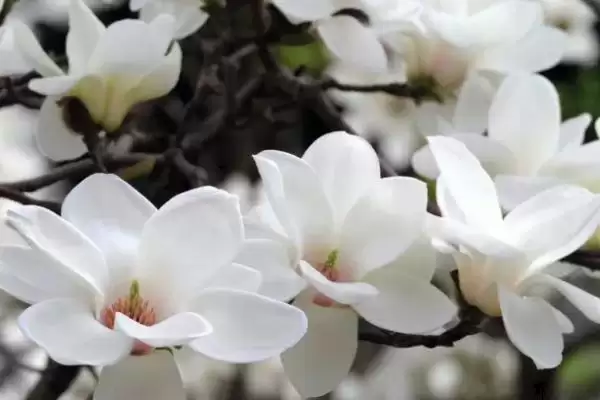 白玉兰花期养护要点(白玉兰花期养护需要注意哪些关键要点和技巧)插图2