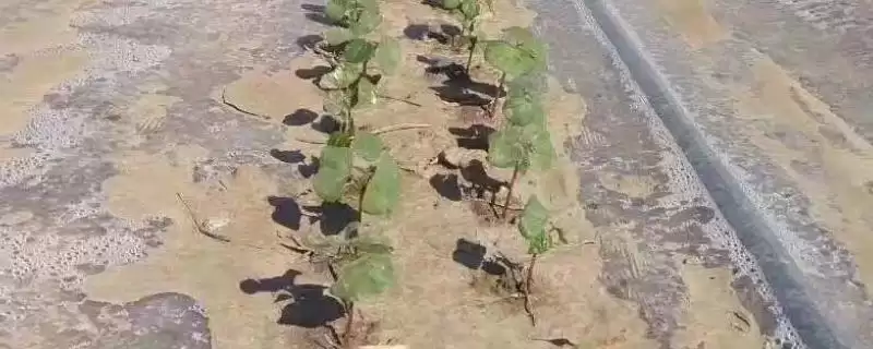 地膜放苗技巧(地膜放苗有哪些实用技巧呢)-会东网