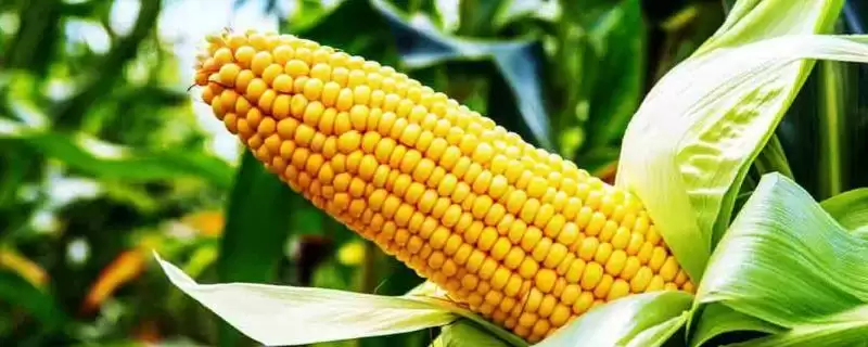 丹玉602号玉米品种的特性(丹玉602号玉米品种特性是什么)-会东网
