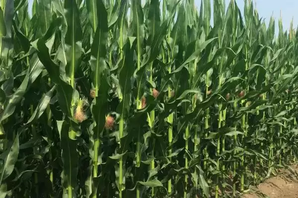 Z1567玉米品种简介,在适应区4月30日左右播种的原因插图2 Z1567玉米品种简介,在适应区4月30日左右播种的原因插图2