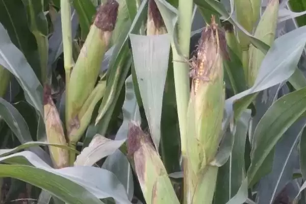 德玉糯186玉米种简介(德玉糯186玉米种情况是怎样的)插图2 德玉糯186玉米种简介(德玉糯186玉米种情况是怎样的)插图2