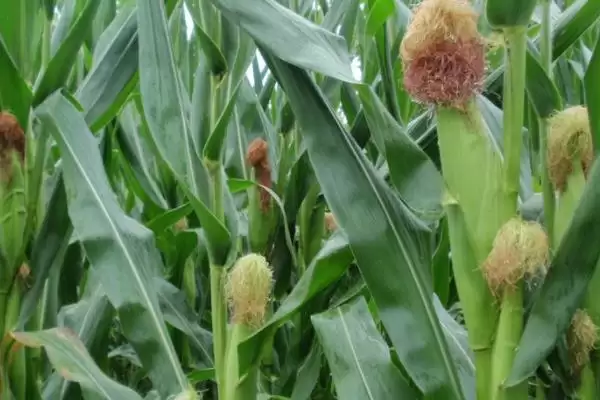 C47玉米种子选择肥力好地块种植的关键原因插图2 C47玉米种子选择肥力好地块种植的关键原因插图2