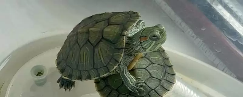 巴西龟作息规律(巴西龟作息规律及其在养殖中的时间管理要点)-会东网