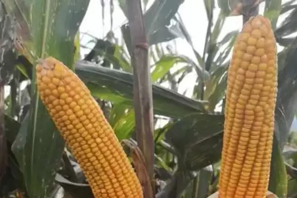 A31玉米种子5月1日左右在适应区播种的要点插图1