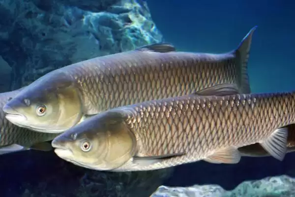 2号新关东钩搭配2.0号子线的原因(2号新关东钩搭配2.0号子线的原因是什么呢)插图3