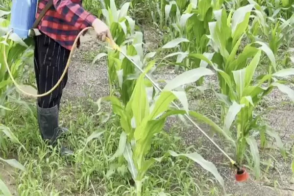 除草剂灭草松的产品简介(除草剂灭草松产品介绍要点是什么呢)插图2
