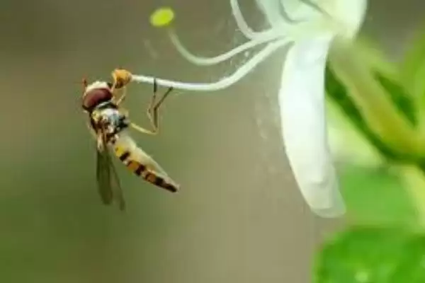 赤眼蜂可以防治害虫的原因(赤眼蜂能防治害虫的原因是什么呢)插图4