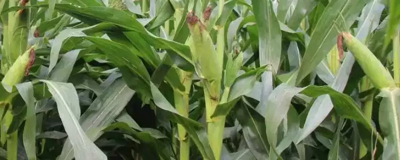 4月中下旬播种的R400玉米种子，有哪些独特之处？-会东网