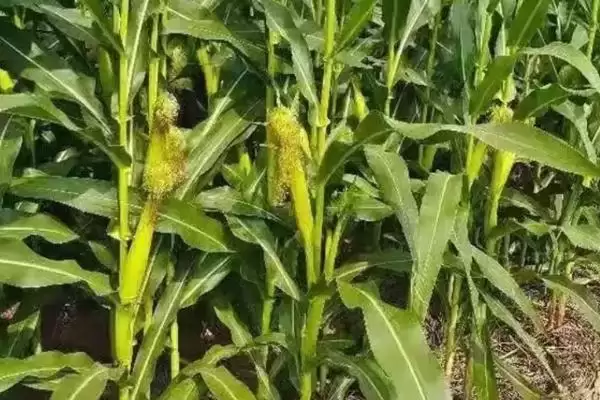 种植时要注意防治丝黑穗病的GD1908玉米种子，到底有啥特点？插图3