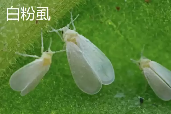 白粉虱防治方法(白粉虱防治方法及其在农作物病虫害防治中的应用)插图4