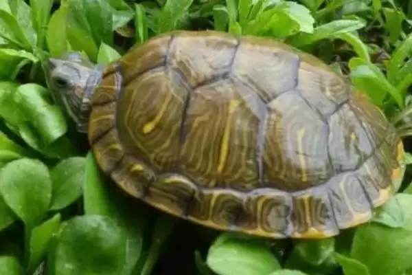 巴西龟生活环境原因(巴西龟不适合深水生活的原因及适宜环境的选择要点)插图2 巴西龟生活环境原因(巴西龟不适合深水生活的原因及适宜环境的选择要点)插图2