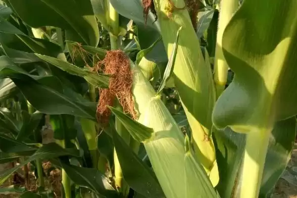 适应区4月下旬至5月上旬播种的MC895玉米品种，有何独特之处？插图1