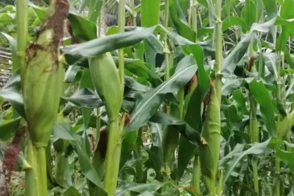 北玉1567玉米种子介绍(北玉1567玉米种子有哪些详细介绍呢)插图3 北玉1567玉米种子介绍(北玉1567玉米种子有哪些详细介绍呢)插图3