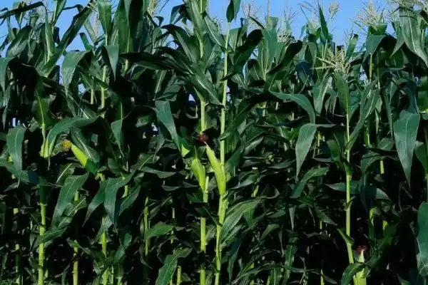 奥玉026玉米种子大喇叭口期防螟虫,注意啥插图2 奥玉026玉米种子大喇叭口期防螟虫,注意啥插图2