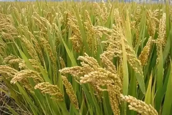 每亩密度1.2万穴左右的G优325水稻品种(G优325水稻品种种植密度及优势)插图2 每亩密度1.2万穴左右的G优325水稻品种(G优325水稻品种种植密度及优势)插图2