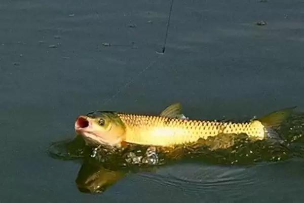 3号伊豆适合钓几斤的鱼(3号伊豆钩在正常垂钓时适合钓几斤重的鱼呢)插图3 3号伊豆适合钓几斤的鱼(3号伊豆钩在正常垂钓时适合钓几斤重的鱼呢)插图3