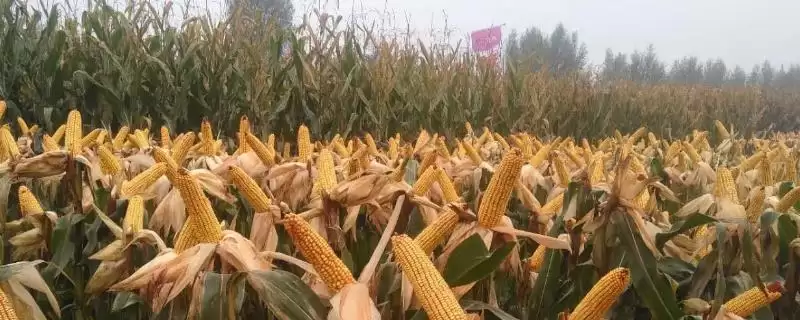 Z999玉米种子介绍，中抗茎腐病的实用价值-会东网