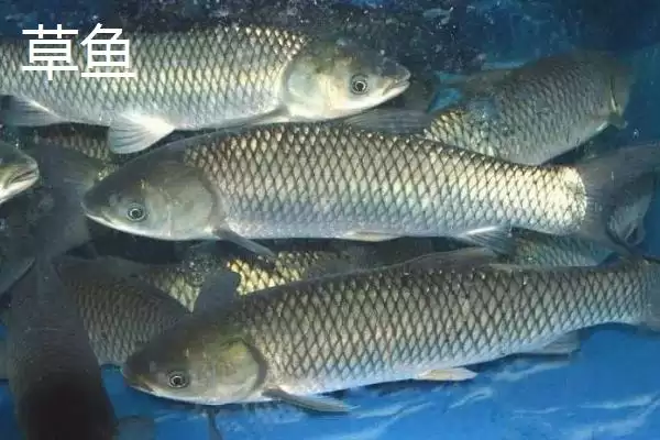 3.0号子线搭配10-11号伊势尼钩教程(3.0号子线与10-11号伊势尼钩搭配教程)插图4