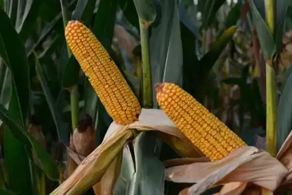 每亩种植密度4500株左右的MC819玉米品种,特性是啥?插图3 每亩种植密度4500株左右的MC819玉米品种,特性是啥?插图3